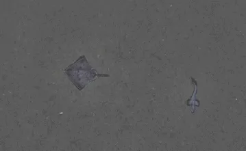 High quality sea-floor image