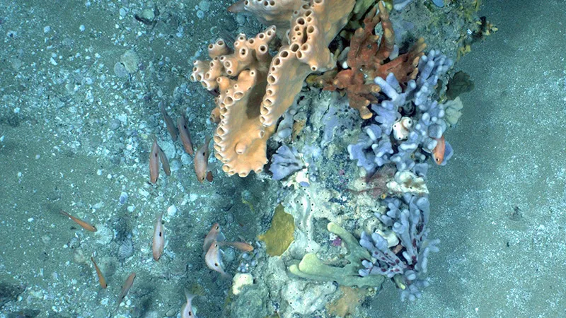 Environmental survey imagery