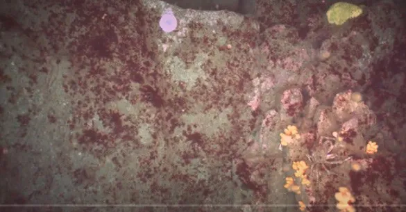 Cutting through sediment to produce high quality images